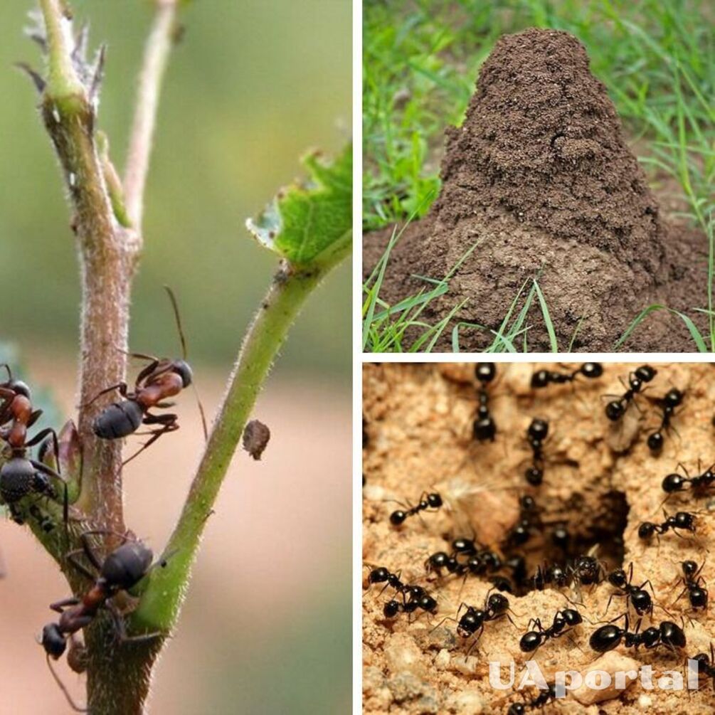 Як позбутися мурашок на ділянці: хиторщі та дієві лайфхаки городників