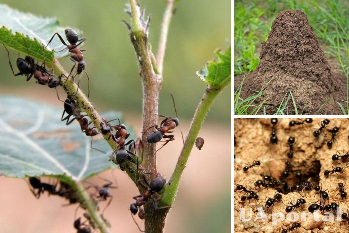 Как избавиться от муравьев на участке: хитрости и действенные лайфхаки огородников