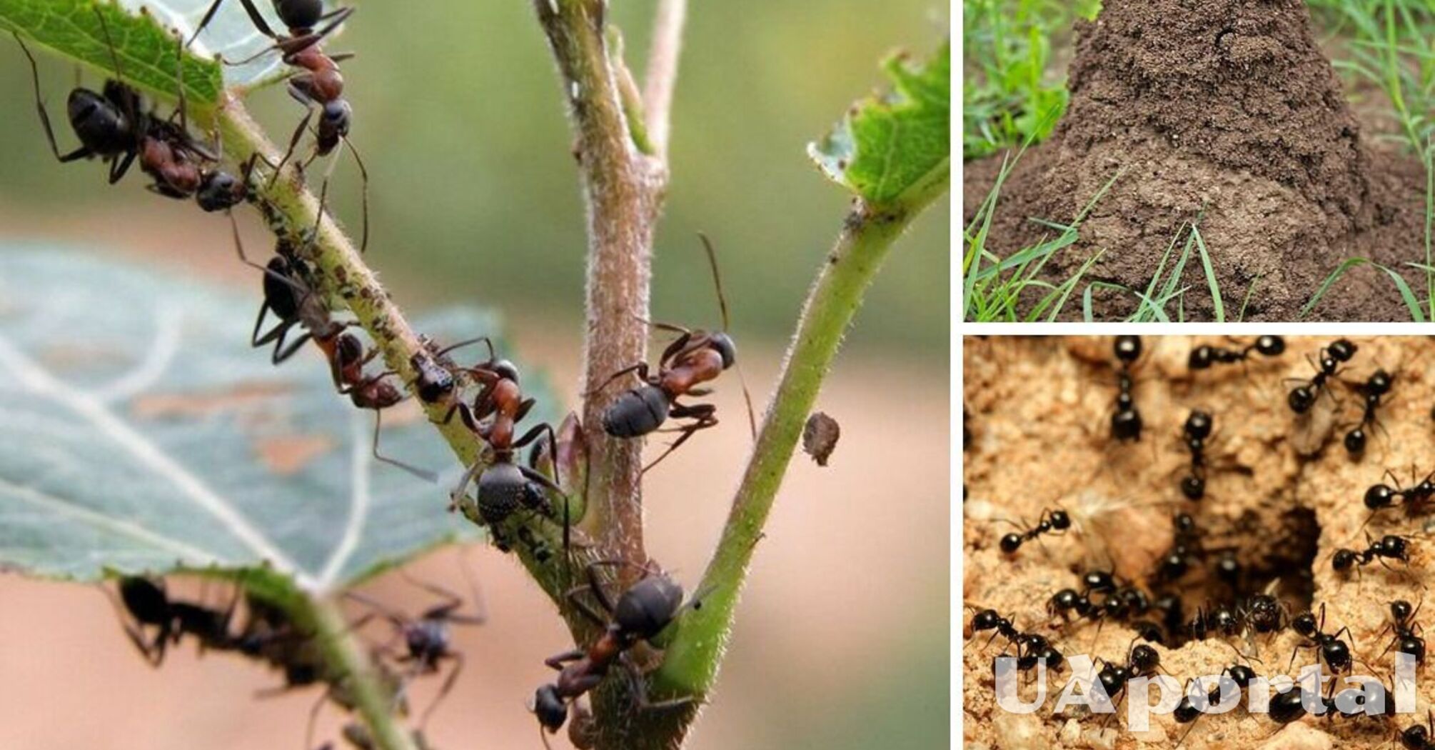 Как избавиться от муравьев на участке: хитрости и действенные лайфхаки огородников
