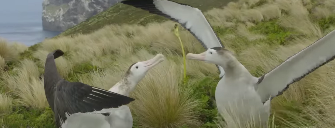 В Новой Зеландии два самца альбатроса завели семью из-за нехватки самок (видео)