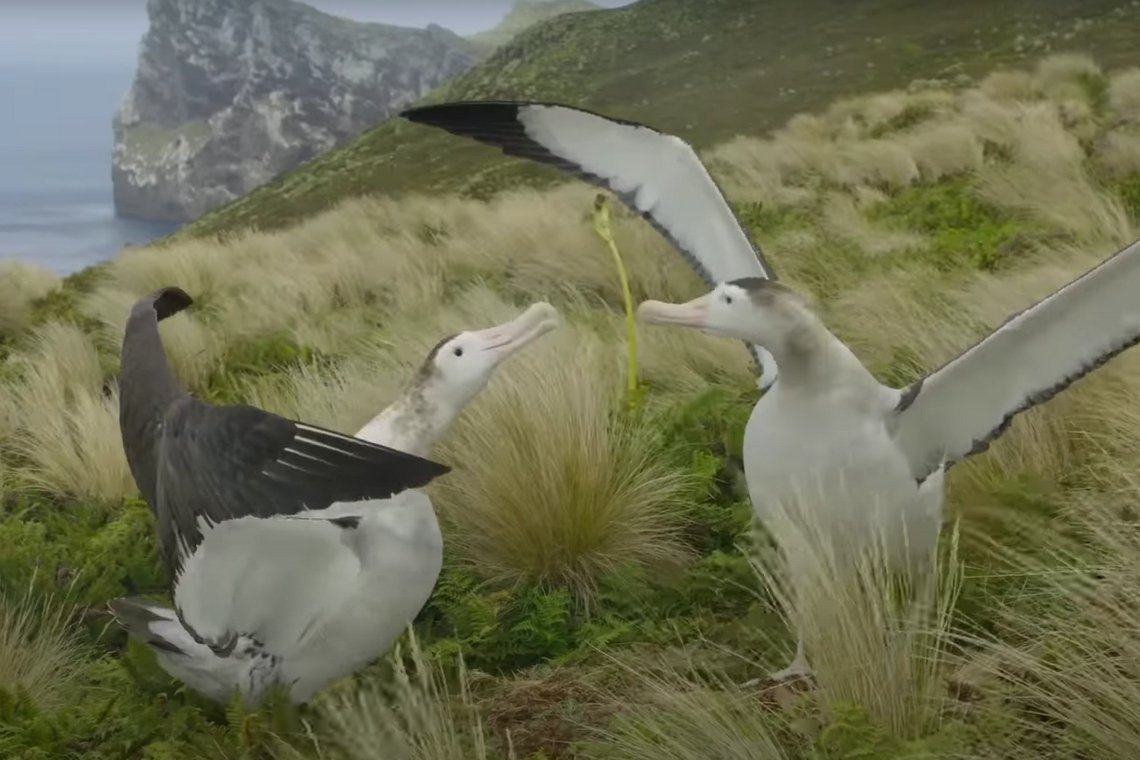 В Новой Зеландии два самца альбатроса завели семью из-за нехватки самок (видео)