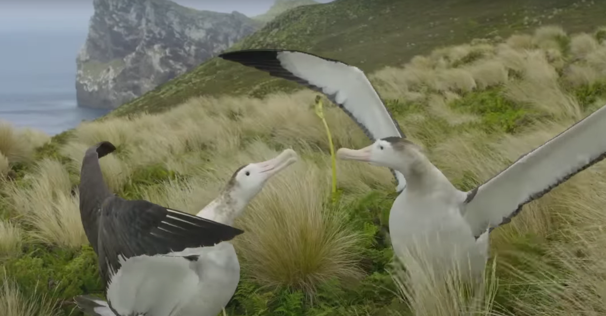 У Новій Зеландії два самця альбатроса завели сім'ю через нехватку самок (відео)