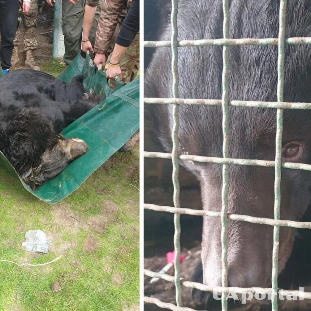 Біля звільненого Лимана ЗСУ та зоозахисники врятували контуженого ведмедя (фото)
