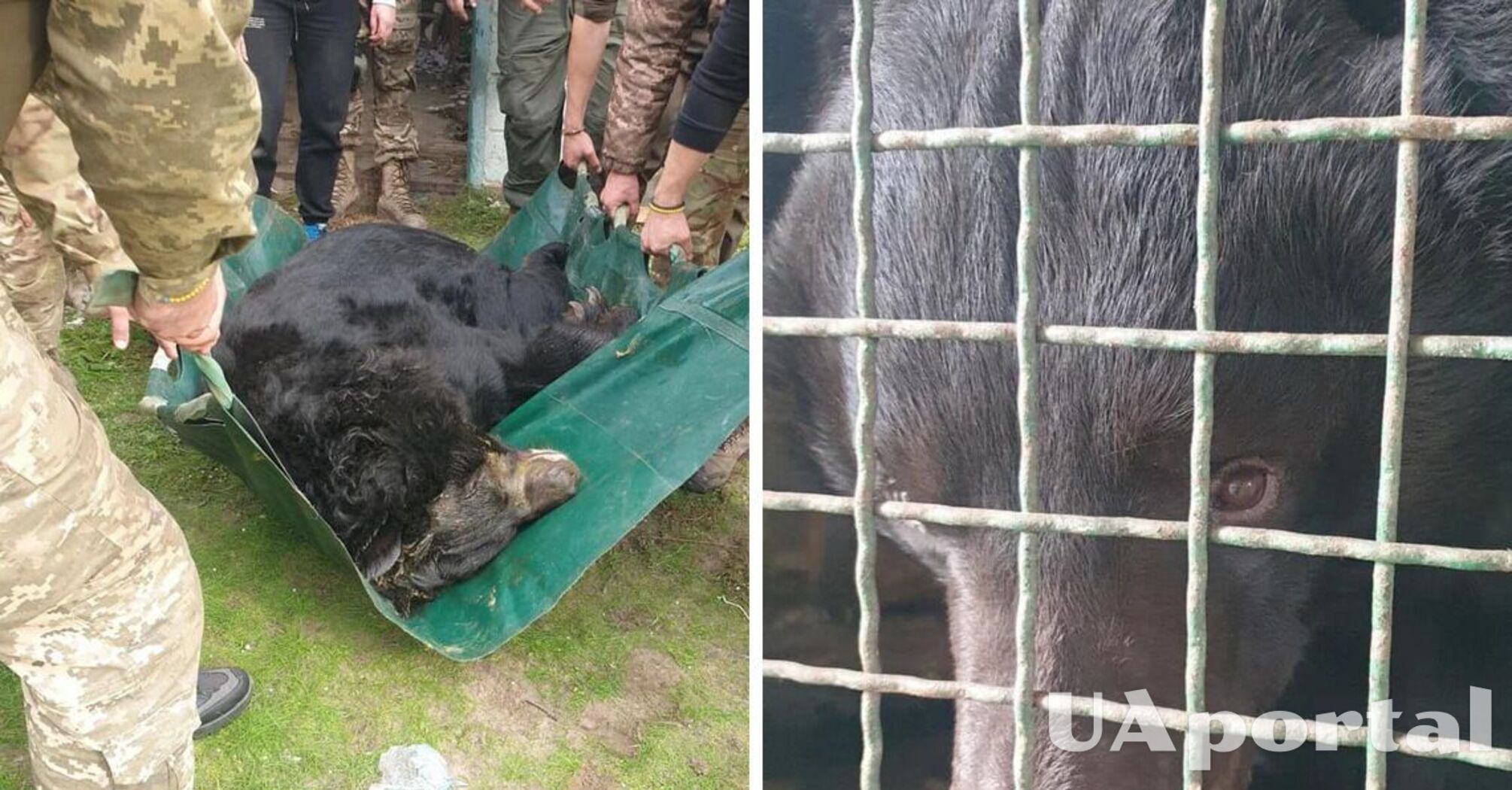 У освобожденного Лимана ВСУ и зоозащитники спасли контуженого медведя (фото)