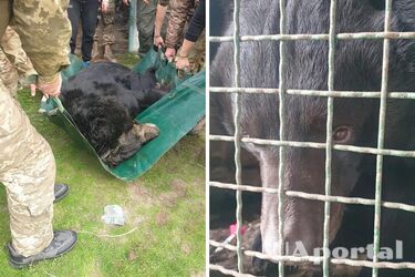 Біля Лимана врятували ведмедя з контузією