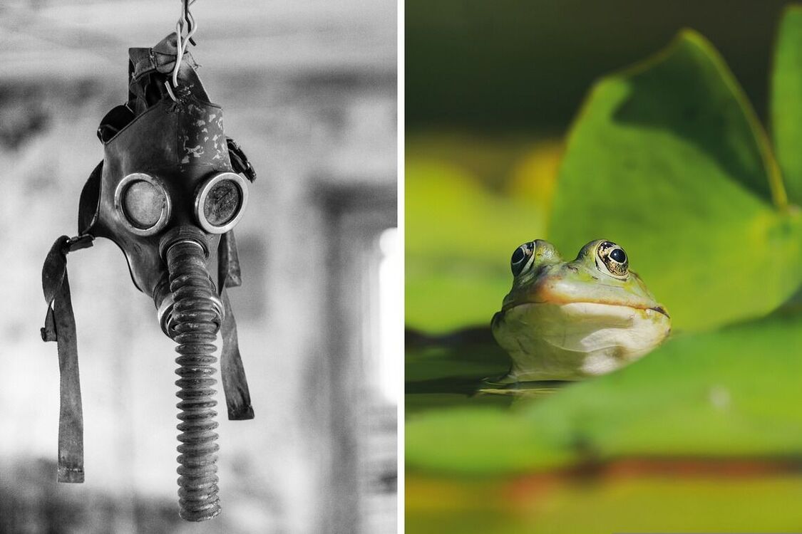 Біля Чорнобильської АЕС виявлено незвичайних жаб-мутантів (фото)