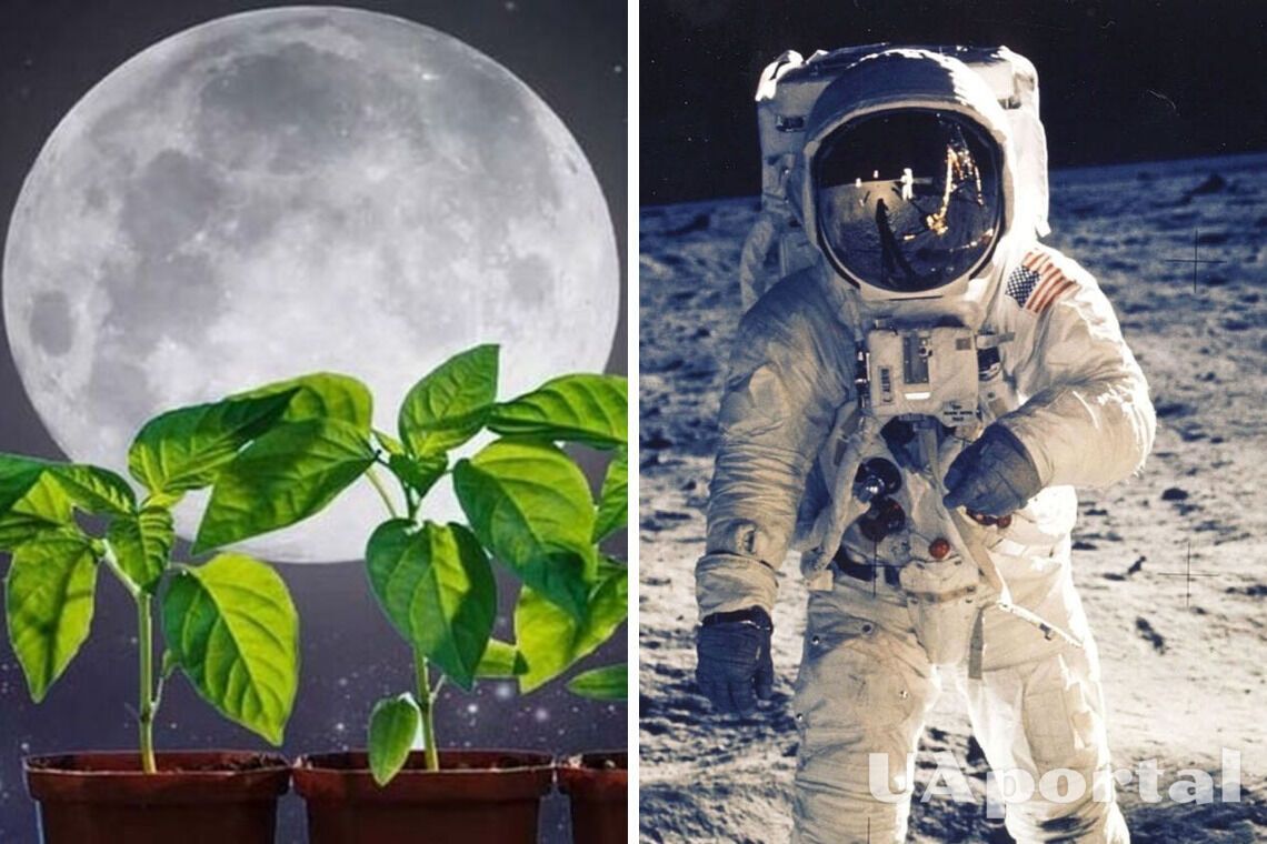 Теплицы в космосе: Австралийцы планируют выращивать растения на Луне уже в 2025 году