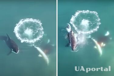 Касатки полюють на білу акулу та навчаються навичкам полювання одна в одної