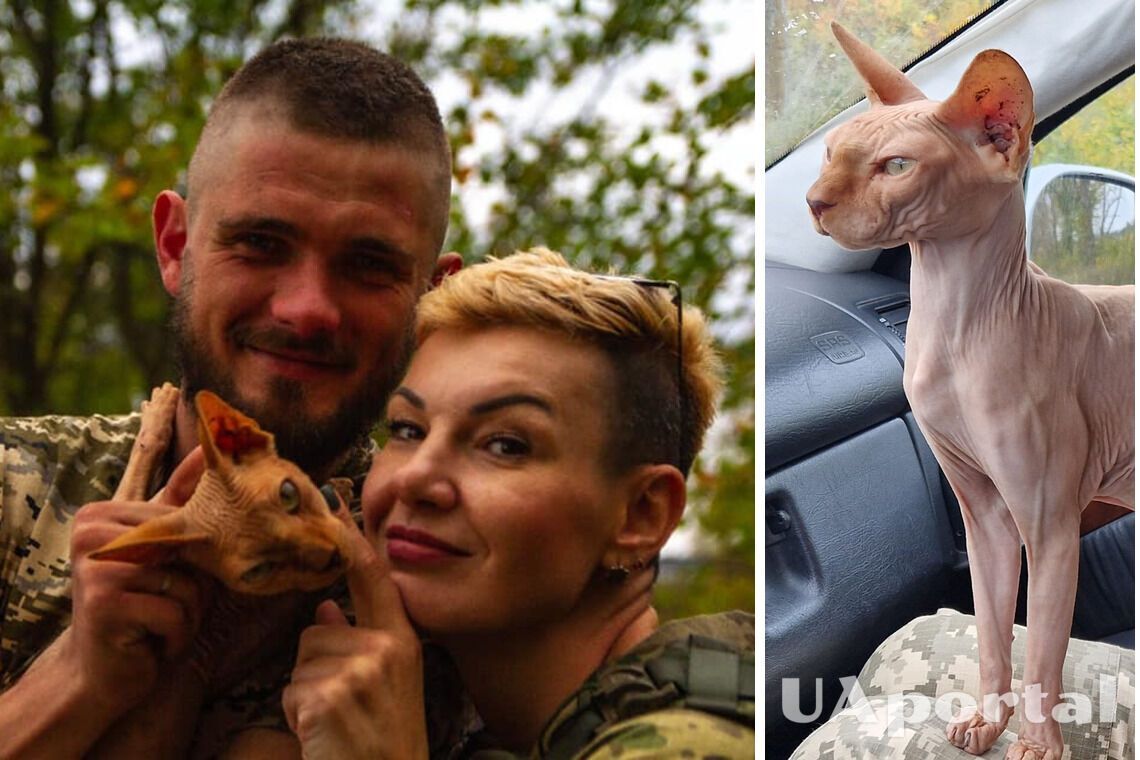 Украинские защитники спасли худого и голодного сфинкса