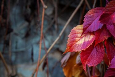 В Украину возвращается похолодание: синоптики спрогнозировали дожди