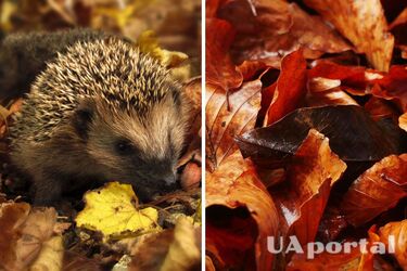 Погода в Україні 1-3 листопада - коли прийдуть дощі в Україну