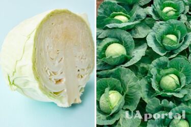 Капуста засолка - засолити капусту на городі рецепт