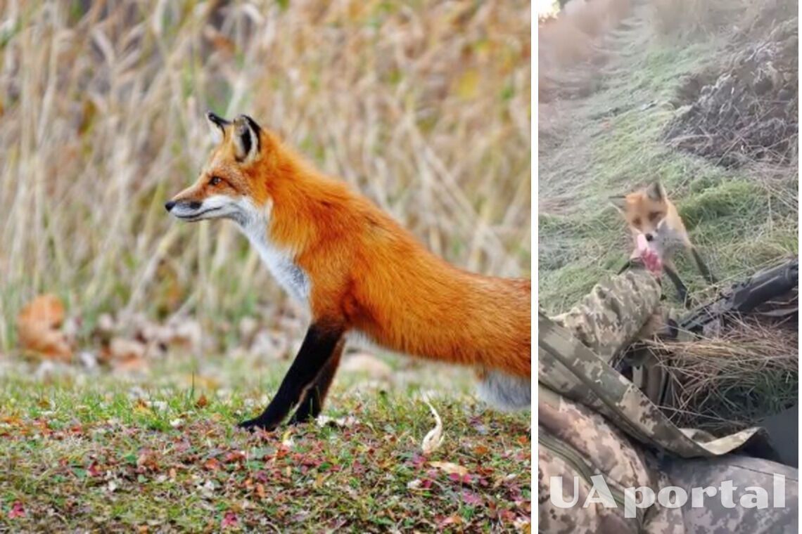 Військові ЗСУ показали, як підгодовують дику лисицю сосисками (відео)