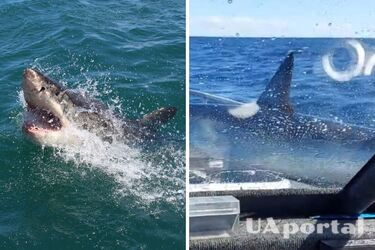 Акула застрибнула на рибальський човен