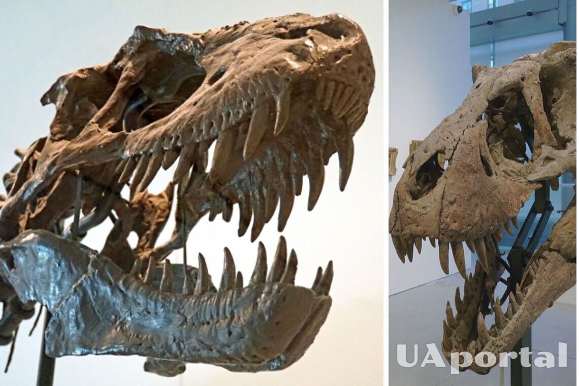 Череп тиранозавра, найденный в Южной Дакоте, выставят на аукцион