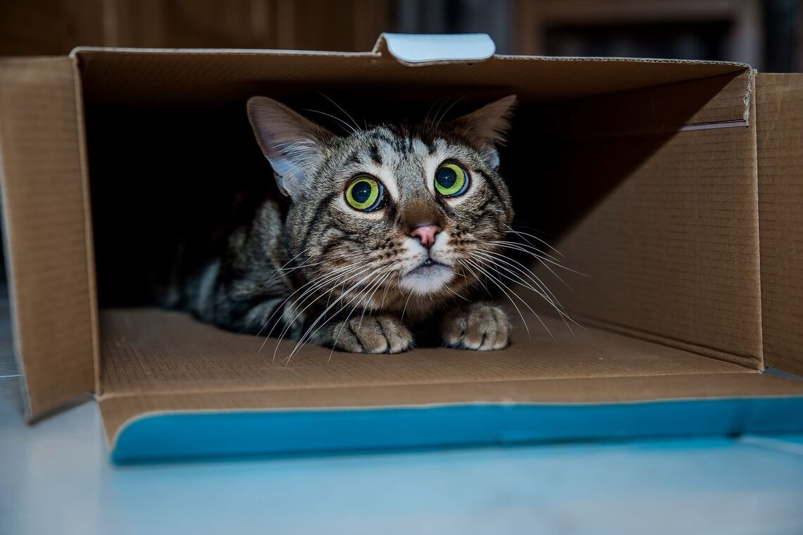 Чому коти полюбляють сидіти у коробці: цікаві відповіді 