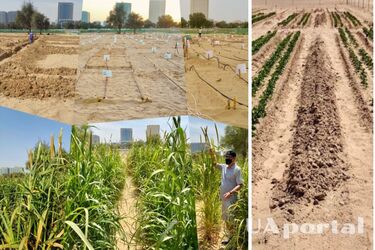Превращение песка в водоудерживающую почву