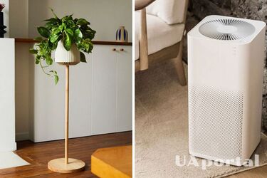Очистить повітря в кімнаті: вчені створили рослину замінник електронним очисникам (фото)