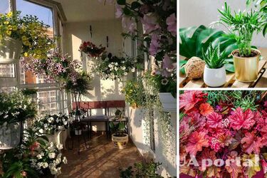 Які багаторічні рослини посадити на балконі