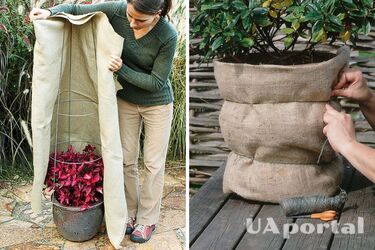 Як утеплити рослини в квартирі на зиму