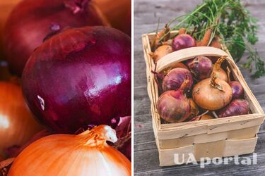 Як зберігати цибулю зимою - поради щодо зберігання цибулі