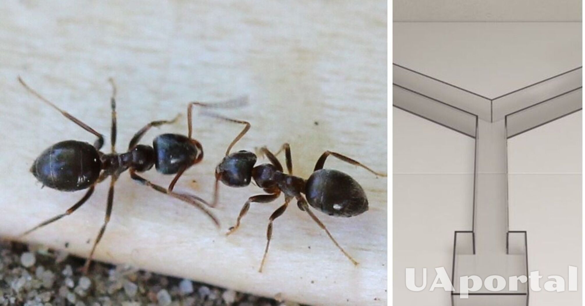 Вчені вияснили, що садові мурахи схильні робити оптимістичні прогнози