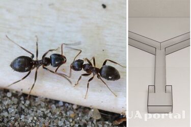 Муравьи могут делать оптимистические прогнозы