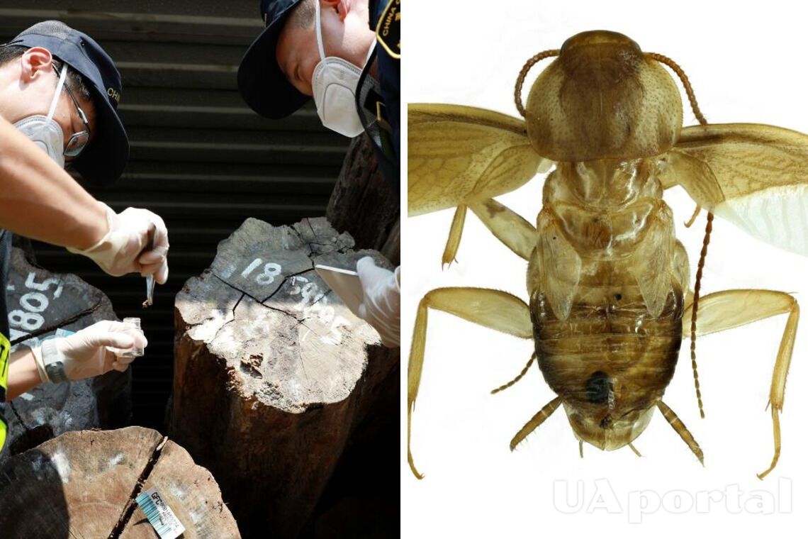 Таможенники в Китае случайно обнаружили неизвестный ранее вид тараканов (фото)