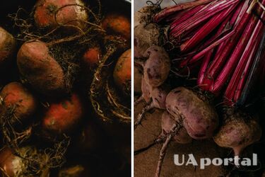 Как правильно хранить свеклу зимой и при отключении света