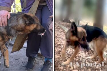 Пес Рой, якого на Харківщині врятував спецпідрозділ KRAKEN, служить разом із військовими - відео