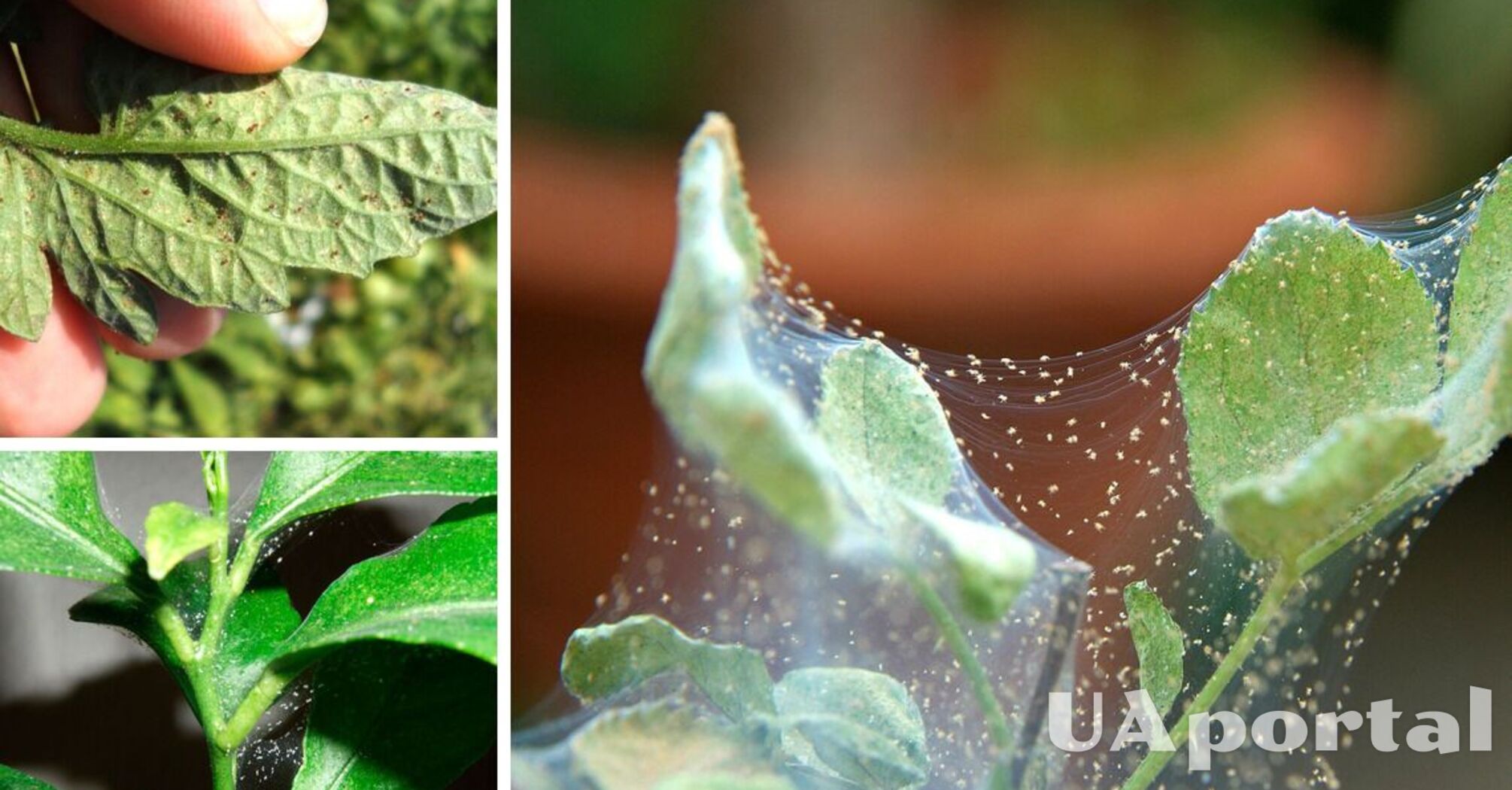 Паутинный клещ на комнатных растениях