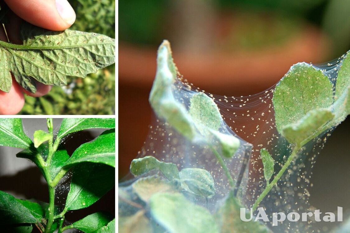 Павутинний кліщ на кімнатних рослинах: як позбутися народними засобами