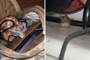 'Їсточки хотіла': мережу розчулило відео з мишею, яка поселилася в рюкзаку українського військового