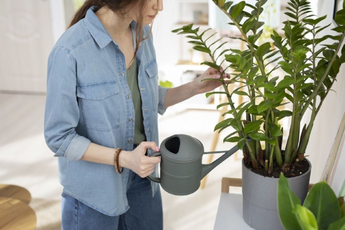 Тепла вода і вологі рушники: як варто змінити догляд за кімнатними рослинами взимку