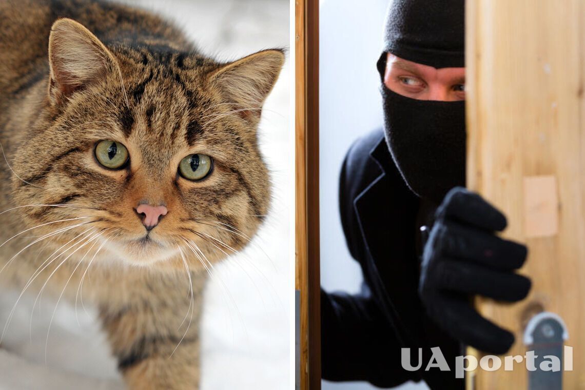 Коти можуть стати доказом злочину: вчені назвали причини