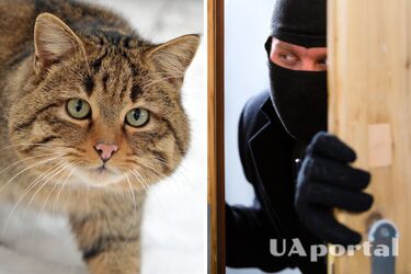 Коты могут стать доказательством преступления: учёные назвали причины