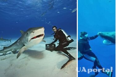 Тигровые акулы становятся больше и агрессивнее частых контактов с людьми