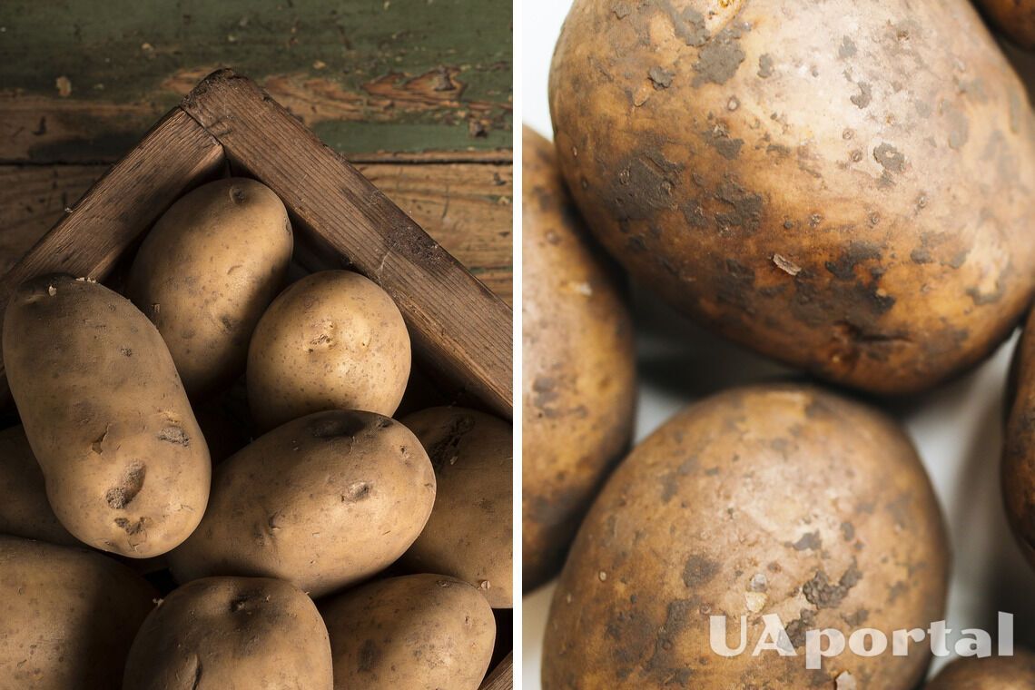 Как хранить картофель зимой - правила хранения картофеля
