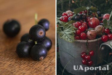 Як розмножити смородину зимою - лайфхаки для городу і саду