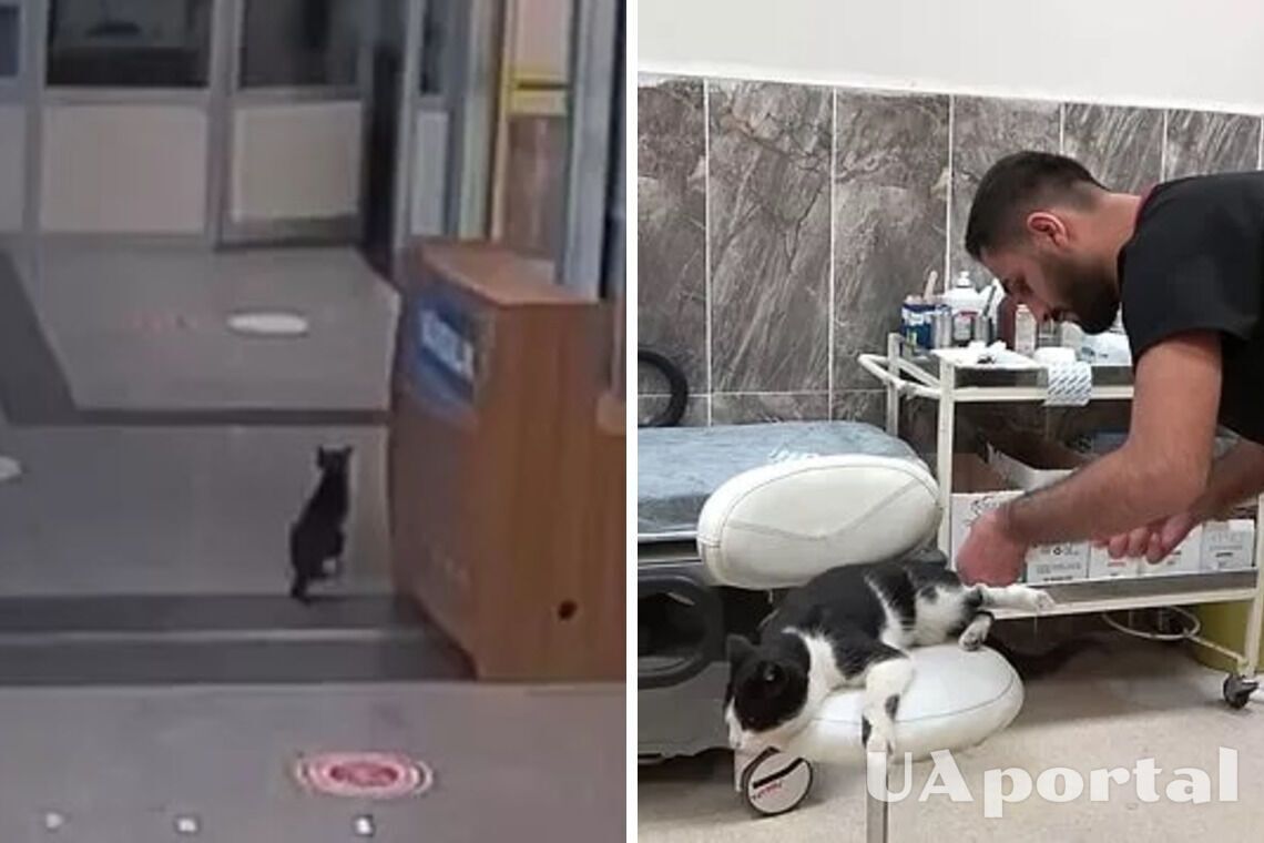 У Туреччині кіт зі зламаною лапою сам прийшов до лікарні за допомогою (відео)