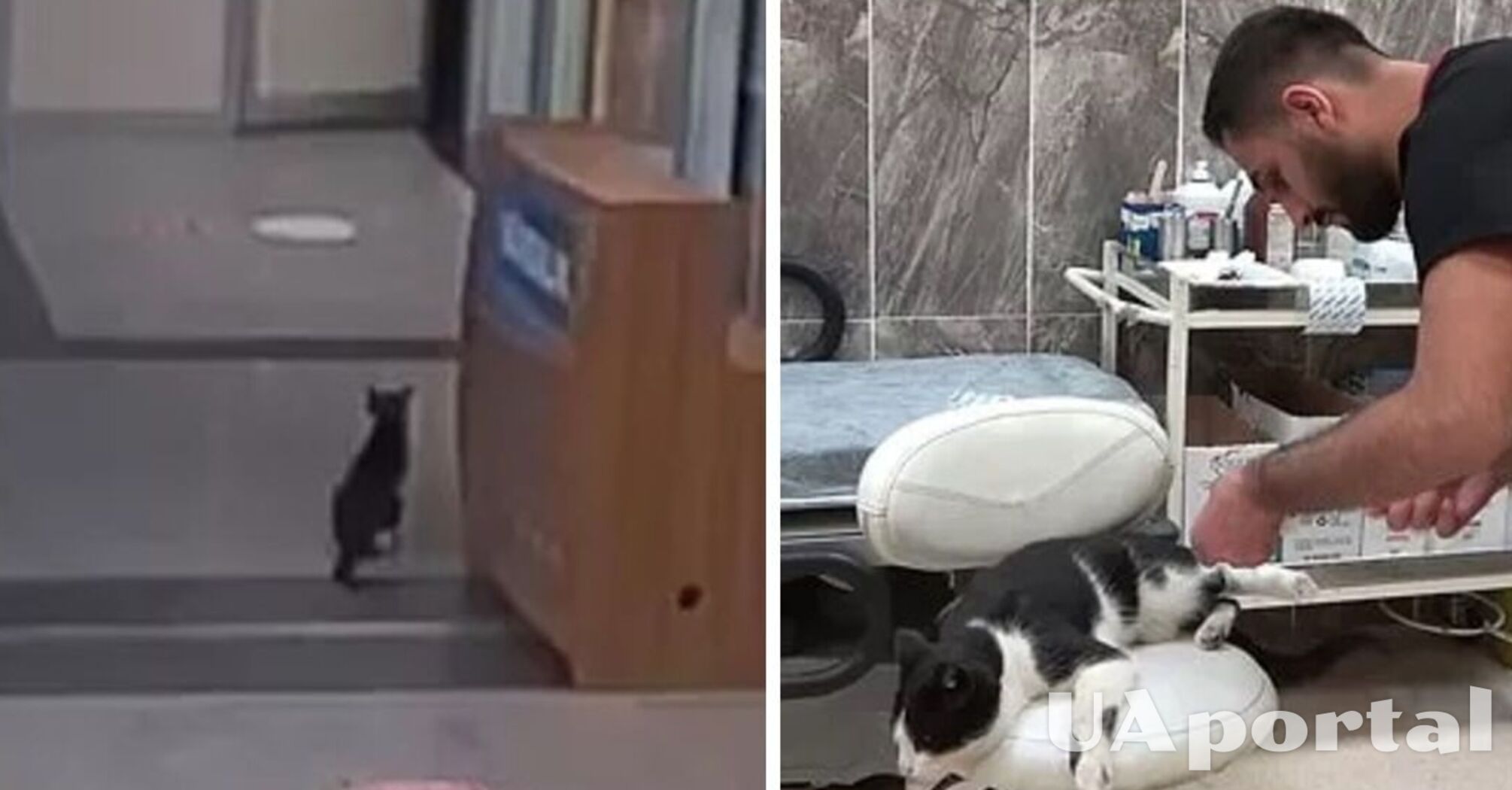 В Турции кот со сломанной лапой сам пришел в больницу за помощью (видео)