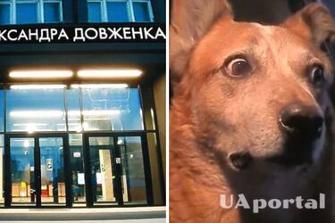 'Вы кинолог? Будете руководить киноархивом': сеть с юмором отреагировала на новую главу Довженко-Центра