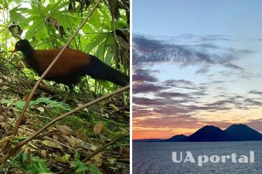 В Океанії виявили птаху, яку вважали вимерлою понад сторіччя (фото)