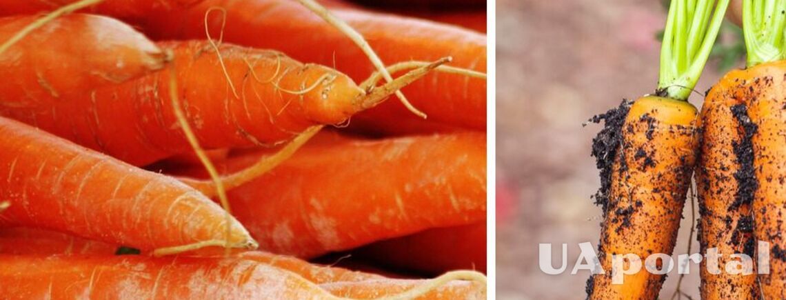 Як зберігати моркву всю зиму, щоб вона залишалася соковитою: поради відомого шеф-кухаря