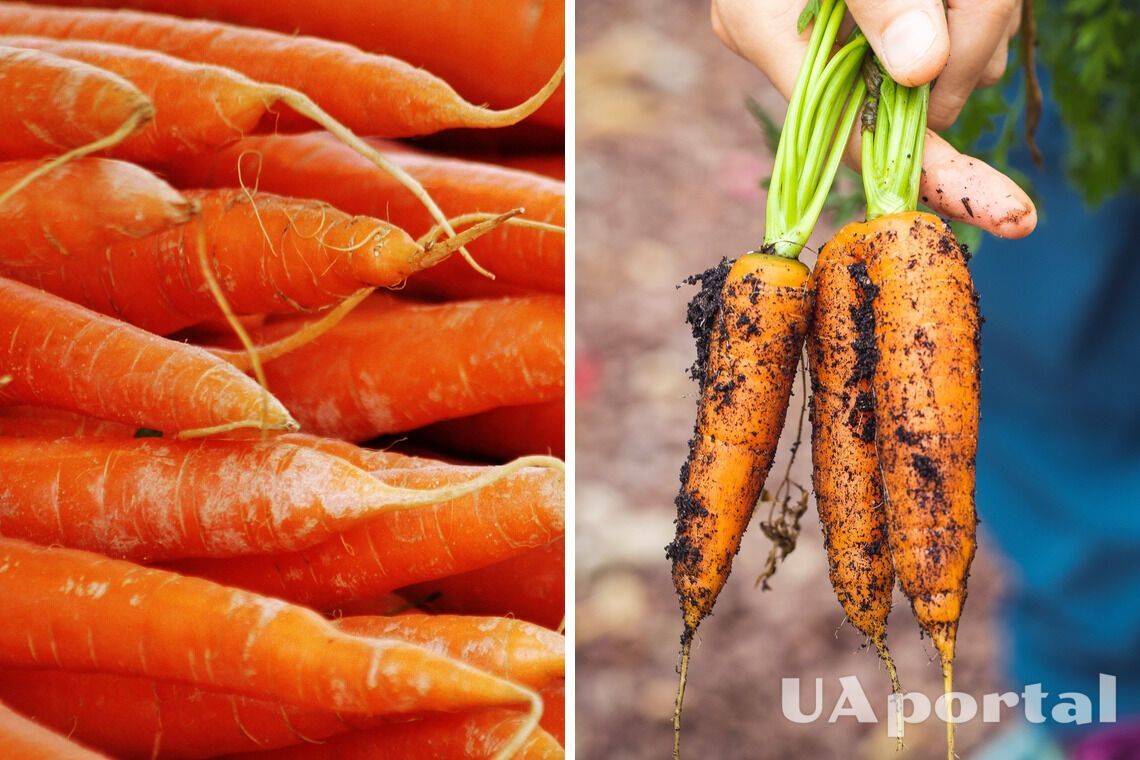 Як і де правильно зберігати моркву взимку, щоб вона не гнила