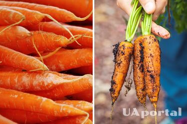 Як і де правильно зберігати моркву взимку, щоб вона не гнила