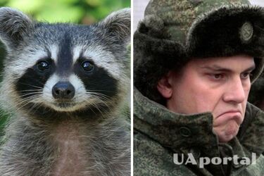 Єнот та військовослужбовець рф