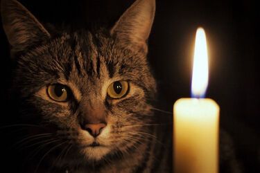 Свечка собственного приготовления будет гореть долго