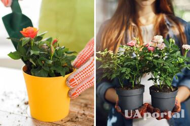 Як вирощувати троянди в горщиках