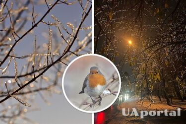 У Києві зледенілі дерева